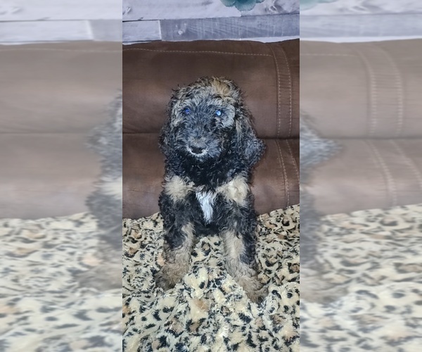 Medium Photo #4 Bernedoodle Puppy For Sale in BELMONT, MS, USA