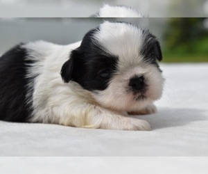 Shih Tzu Puppy for sale in PALM COAST, FL, USA
