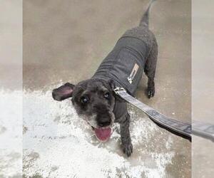 Pepper - Male Poodle (Miniature)-Unknown Mix Dog for Adoption - Photo #3