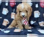 Milo - Male Cavapoo (Miniature) Puppy for Sale - Photo #3