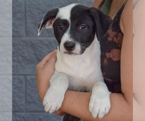 Medium Photo #3 Mutt Puppy For Sale in Huntley, IL, USA