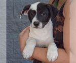 Small #2 Mutt