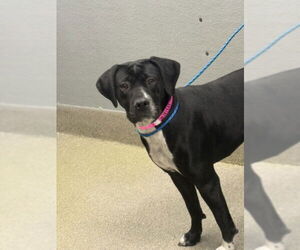 Mutt Dogs for adoption in Las Vegas, NV, USA