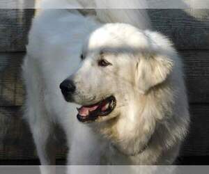 Mother of the Great Pyrenees puppies born on 04/02/2022