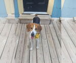 Small #5 Mutt