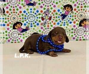Dachshund Puppy for sale in WINNSBORO, LA, USA