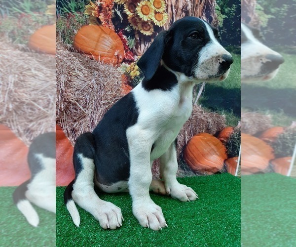 Medium Photo #2 Great Dane Puppy For Sale in CARTHAGE, TX, USA