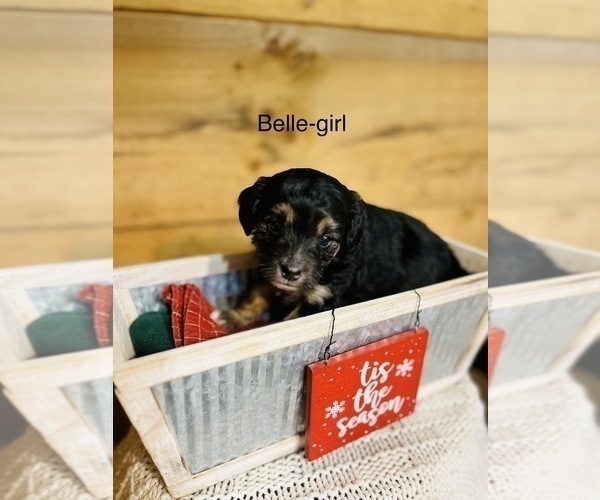 Medium Photo #7 Miniature Australian Shepherd-Poodle (Toy) Mix Puppy For Sale in HAMILTON, MI, USA