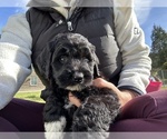 Small #47 Aussiedoodle