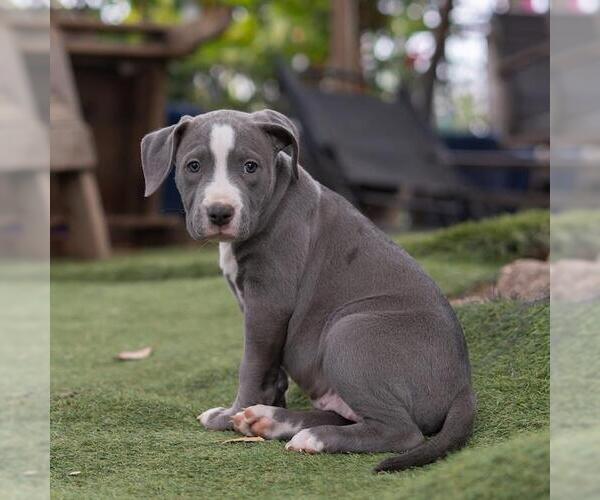 Medium Photo #3 Labrador Retriever-Unknown Mix Puppy For Sale in San Diego, CA, USA