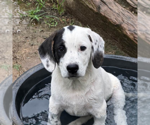 Labrador Retriever Dogs for adoption in Yardley, PA, USA