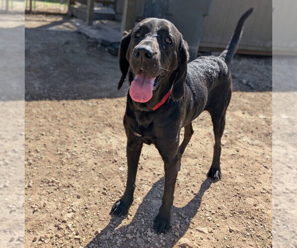 Medium Photo #2 Coonhound-Labrador Retriever Mix Puppy For Sale in Vail, AZ, USA