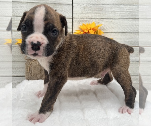 Medium Photo #12 Boxer Puppy For Sale in PAWNEE CITY, NE, USA