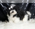 Small #2 Maltipoo