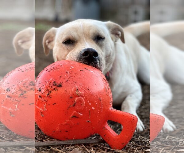 Medium Photo #4 Labrador Retriever-Unknown Mix Puppy For Sale in Houston, TX, USA