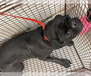 Pug Dogs for adoption in San Bernardino, CA, USA