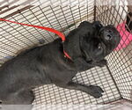 Small Pug