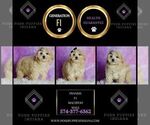 Small Photo #19 Maltipoo (Toy) Puppy For Sale in WARSAW, IN, USA