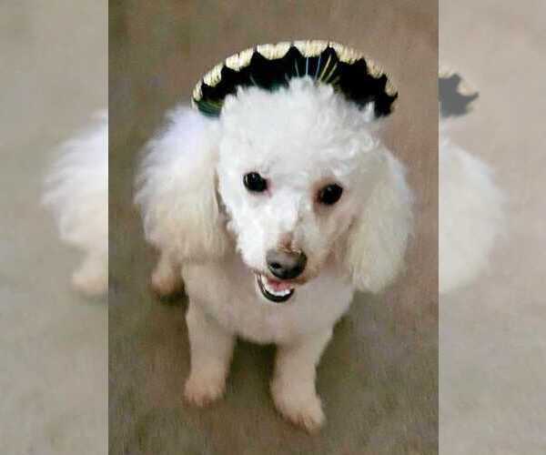 Medium Photo #1 Maltipoo (Toy) Puppy For Sale in PALM COAST, FL, USA