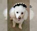 Small Photo #1 Maltipoo (Toy) Puppy For Sale in PALM COAST, FL, USA