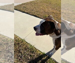 Tiger II - Male Boxer Dog for Adoption - Photo #4