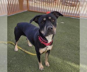 German Shepherd Dog-Unknown Mix Dogs for adoption in Las Vegas, NV, USA