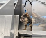 Small #4 French Bulldog