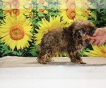 Marbles - Male Poodle (Toy) Puppy for Sale - Photo #16
