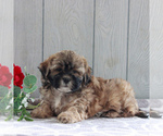 Small Photo #4 Shih-Poo Puppy For Sale in GORDONVILLE, PA, USA