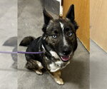 Small Gerberian Shepsky
