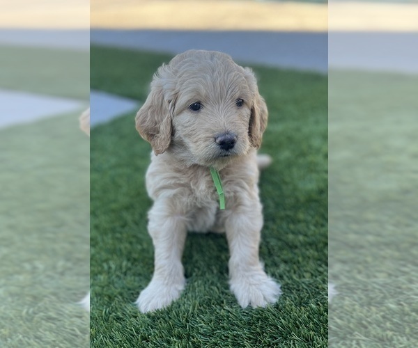 Medium Photo #12 Goldendoodle Puppy For Sale in PHOENIX, AZ, USA
