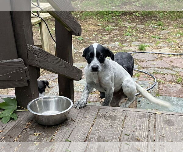 Medium Photo #2 Mutt Puppy For Sale in Garden City, NY, USA