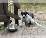 Small #1 Mutt