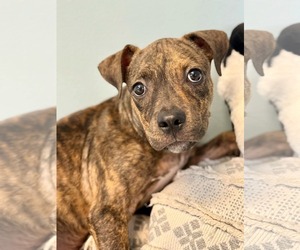 Medium American Pit Bull Terrier Mix