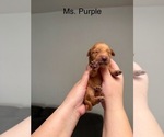 Small #11 Golden Retriever