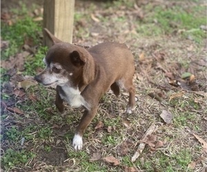 Chihuahua Puppy for sale in CASTLE HAYNE, NC, USA