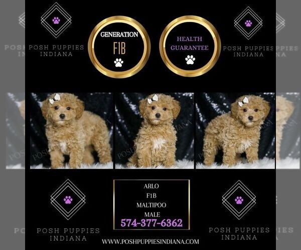 Medium Photo #5 Maltipoo Puppy For Sale in WARSAW, IN, USA
