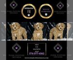 Small #4 Maltipoo