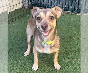 Chihuahua-Unknown Mix Dogs for adoption in Tempe , AZ, USA
