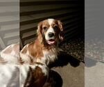 Small #3 Cavalier King Charles Spaniel