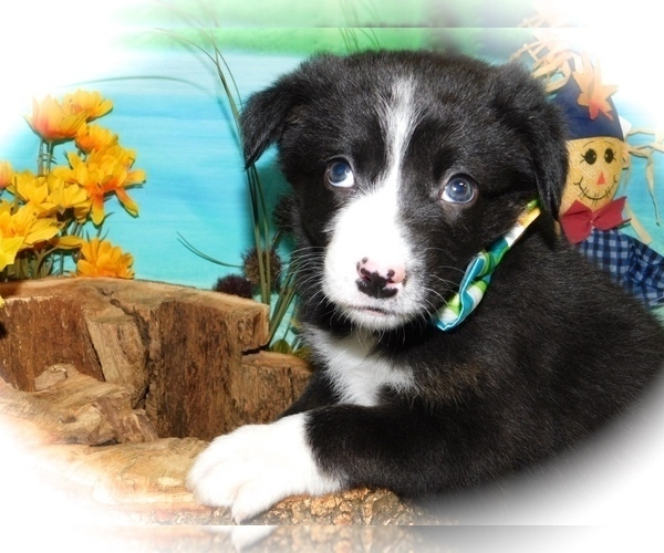 Medium Photo #2 Border Collie-Rat Terrier Mix Puppy For Sale in HAMMOND, IN, USA