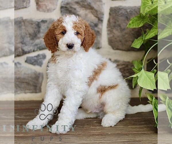 Medium Photo #3 Goldendoodle Puppy For Sale in RONKS, PA, USA