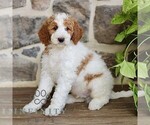 Small #2 Goldendoodle