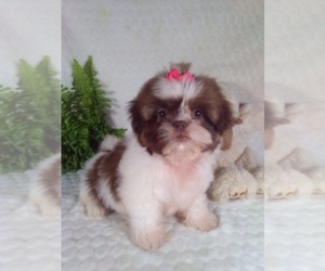 Shih Tzu Puppy for sale in SUGARCREEK, OH, USA