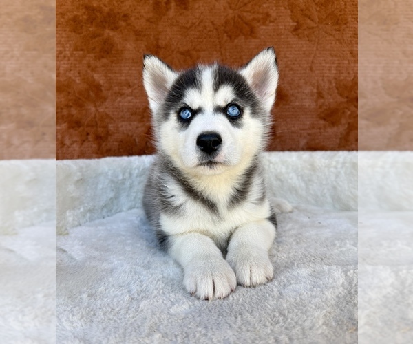 Medium Photo #2 Siberian Husky Puppy For Sale in OCALA, FL, USA