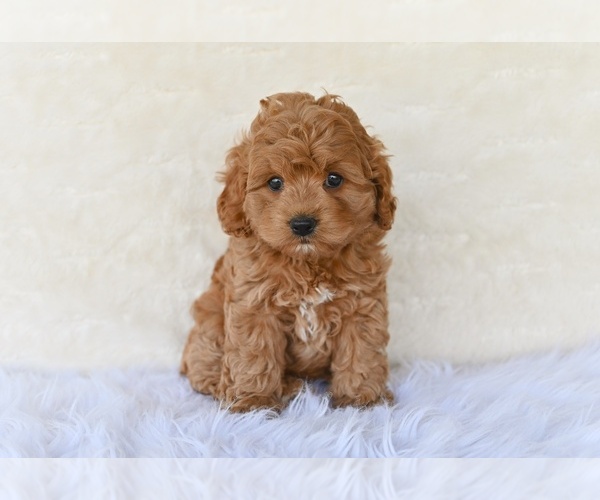 Medium Photo #1 Cock-A-Poo Puppy For Sale in MILLERSBURG, OH, USA