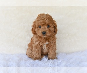 Cock-A-Poo Puppy for sale in MILLERSBURG, OH, USA