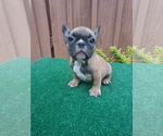 Small Photo #7 French Bulldog Puppy For Sale in ADAMS CITY, CO, USA