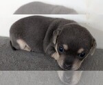 Puppy Blue Bear Chihuahua