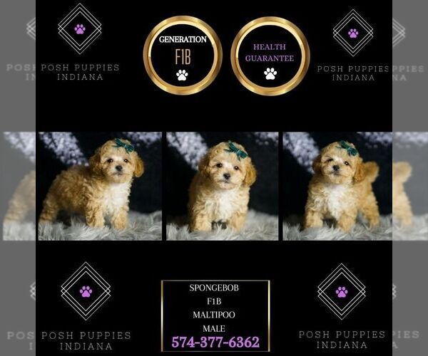 Medium Photo #7 Maltipoo Puppy For Sale in WARSAW, IN, USA